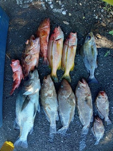 オオモンハタの釣果