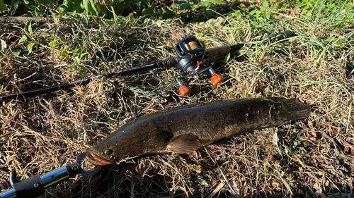 ライギョの釣果
