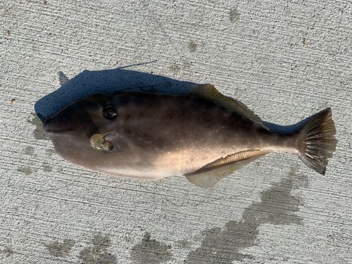 ウスバハギの釣果