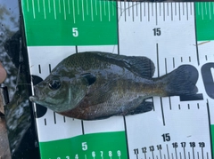 ブルーギルの釣果