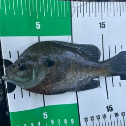 ブルーギル