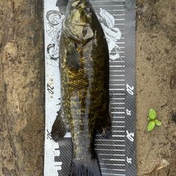 スモールマウスバス