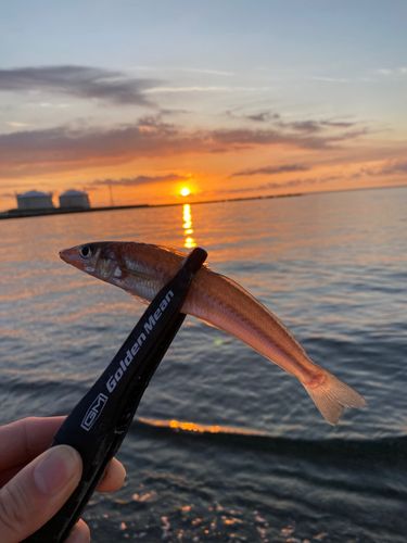 シロギスの釣果