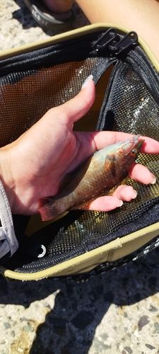 ベラの釣果