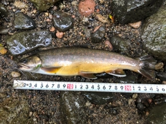 オショロコマの釣果