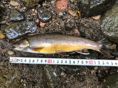 オショロコマの釣果