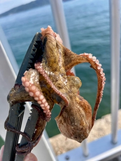 タコの釣果