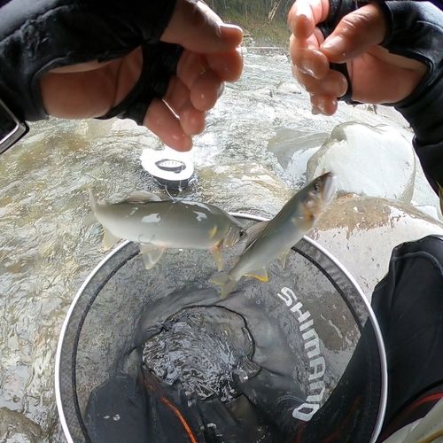 アユの釣果