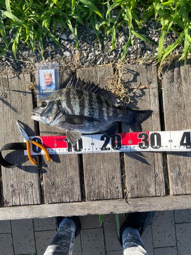 クロダイの釣果