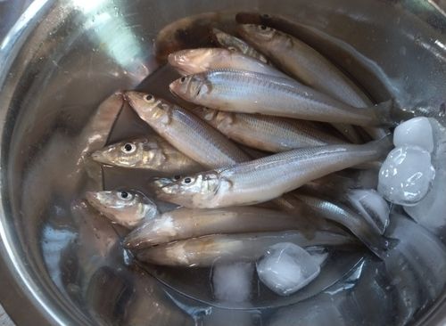 シロギスの釣果