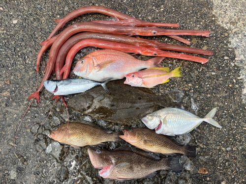 ヒラメの釣果