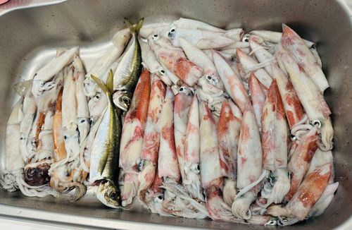 ケンサキイカの釣果
