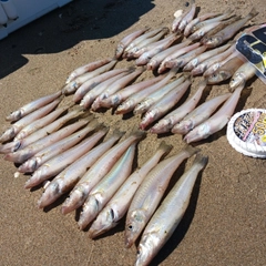 シロギスの釣果