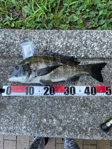 クロダイの釣果