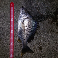 チヌの釣果