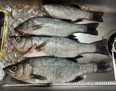 ヒラスズキの釣果