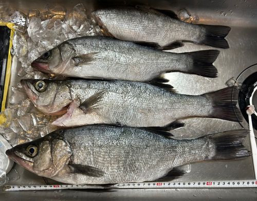 ヒラスズキの釣果