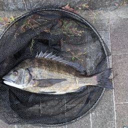 クロダイ