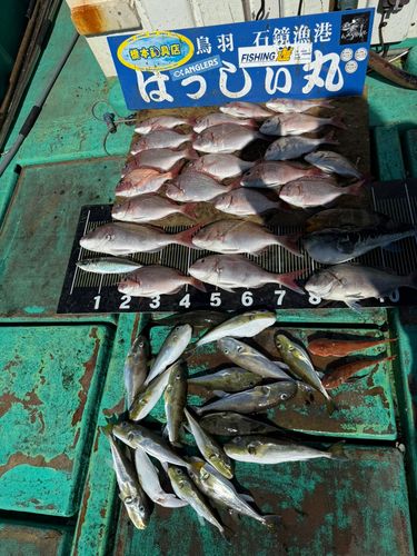 タイの釣果