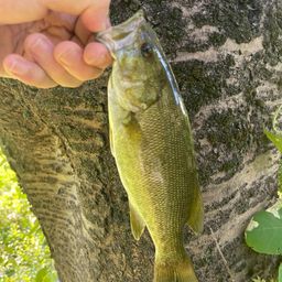 スモールマウスバス