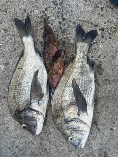 クロダイの釣果