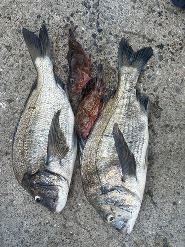 クロダイの釣果