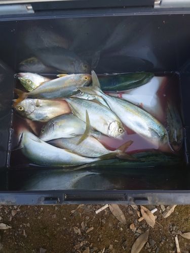 ワカシの釣果