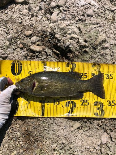 スモールマウスバスの釣果