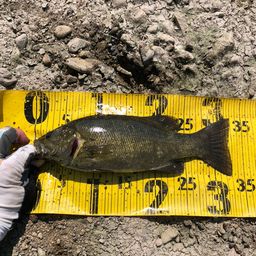 スモールマウスバス