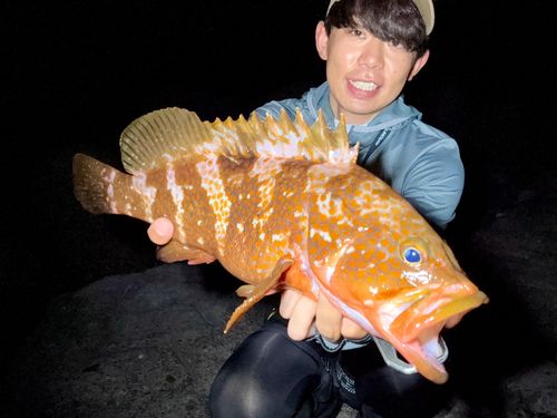 キジハタの釣果