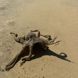 タコ