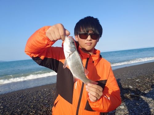 セイゴ（ヒラスズキ）の釣果