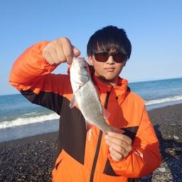 セイゴ(ヒラスズキ)