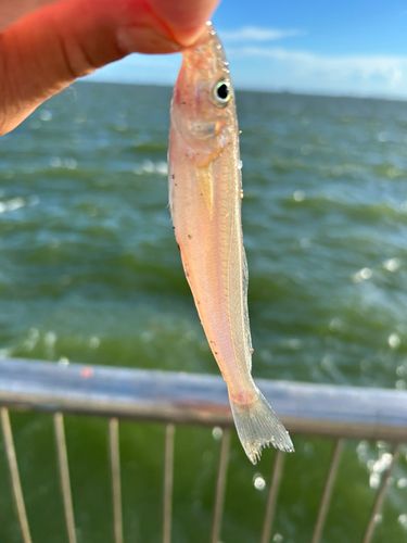 キスの釣果