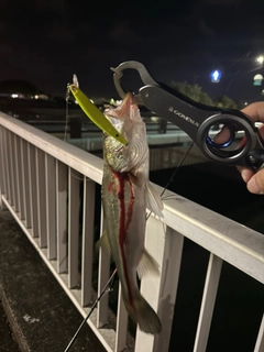 セイゴ(マルスズキ)の釣果