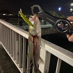 セイゴ（マルスズキ）