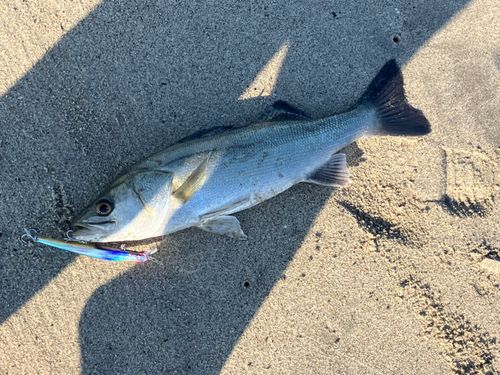 フッコ（ヒラスズキ）の釣果