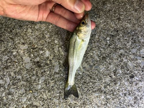セイゴ（ヒラスズキ）の釣果