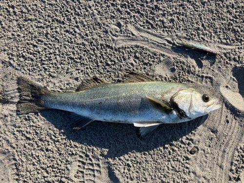 スズキの釣果