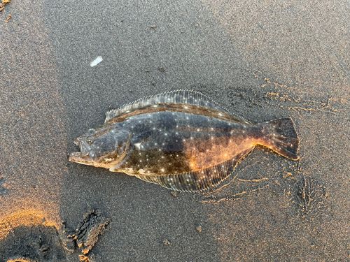 ソゲの釣果