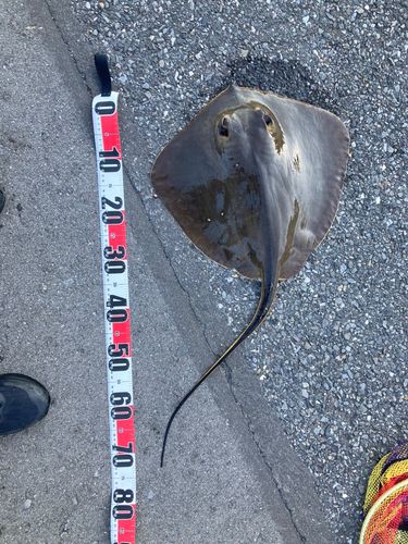 エイの釣果