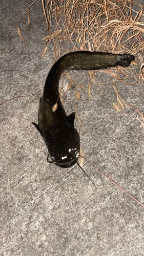 ナマズの釣果
