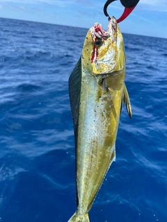 シイラの釣果