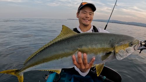 ヒラマサの釣果
