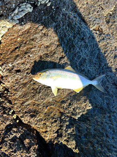 ネリゴの釣果