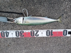 サバの釣果