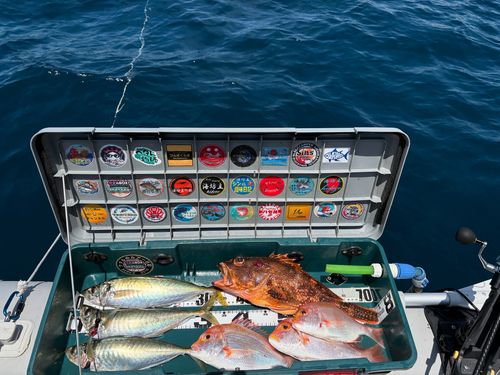 マルアジの釣果