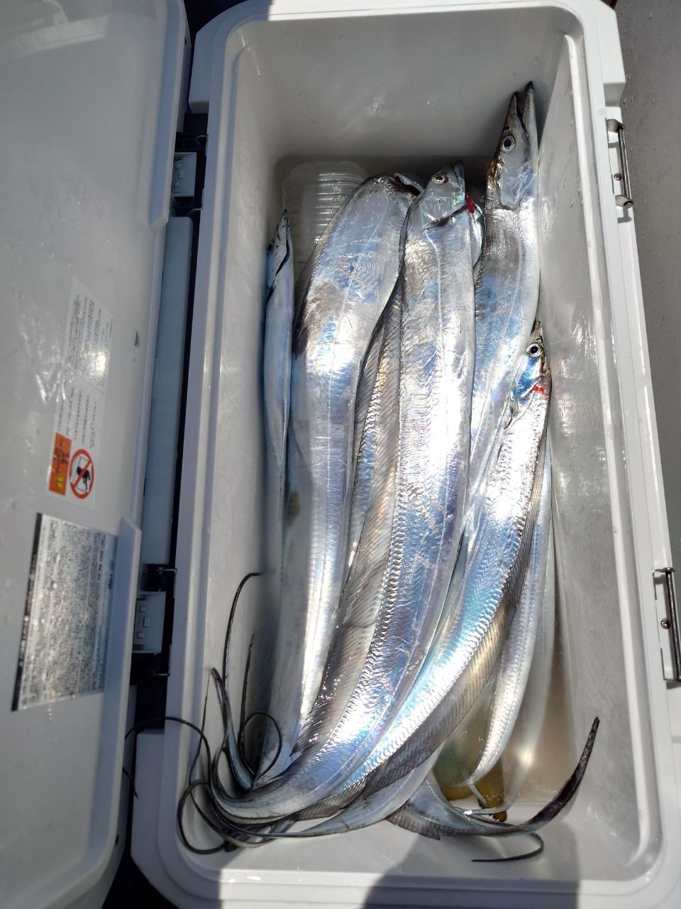 はくさい🎣🐟さんの釣果 2枚目の画像