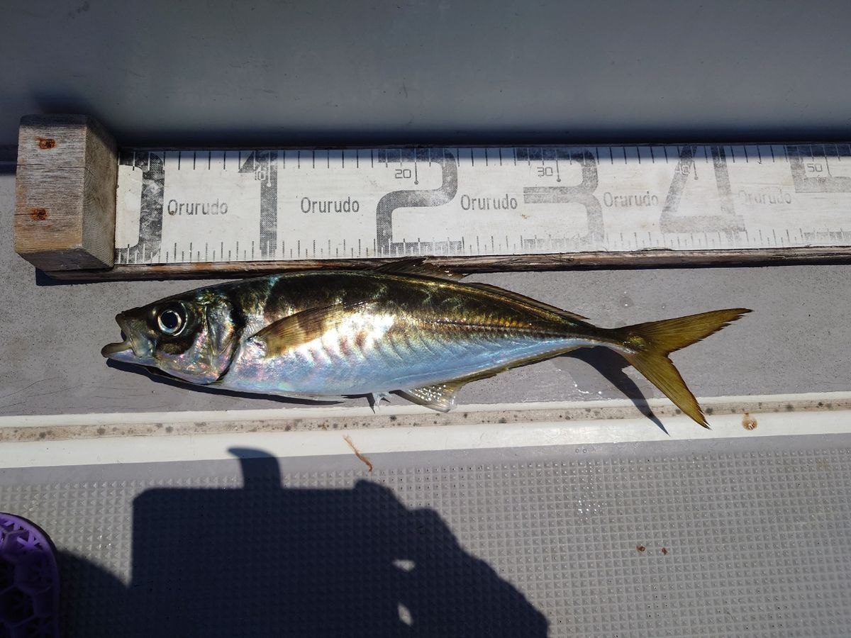 はくさい🎣🐟さんの釣果 3枚目の画像