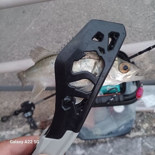 セイゴ（マルスズキ）の釣果